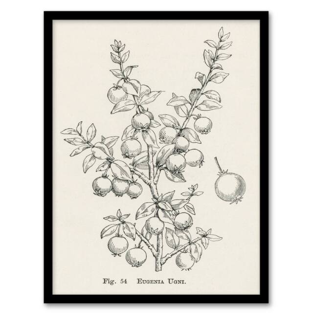 Artery8 John Wright Framed Wall Art Print Fruit Growers Guide Chilean Guava in White - Size: A4 - image 1