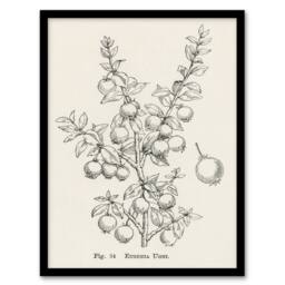 Artery8 John Wright Framed Wall Art Print Fruit Growers Guide Chilean Guava in White - Size: A4 - thumbnail 1