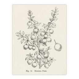 Artery8 John Wright Framed Wall Art Print Fruit Growers Guide Chilean Guava in White - Size: A4 - thumbnail 3