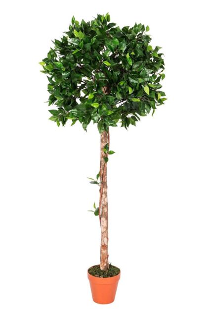 Homescapes Luxury 4ft Ficus Topiary Artificial Plant, Real Stem, Brown Pot, 125cm in Green - image 1