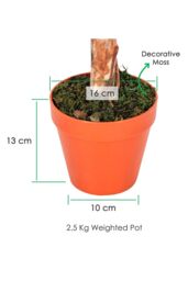 Homescapes Luxury 4ft Ficus Topiary Artificial Plant, Real Stem, Brown Pot, 125cm in Green - thumbnail 3