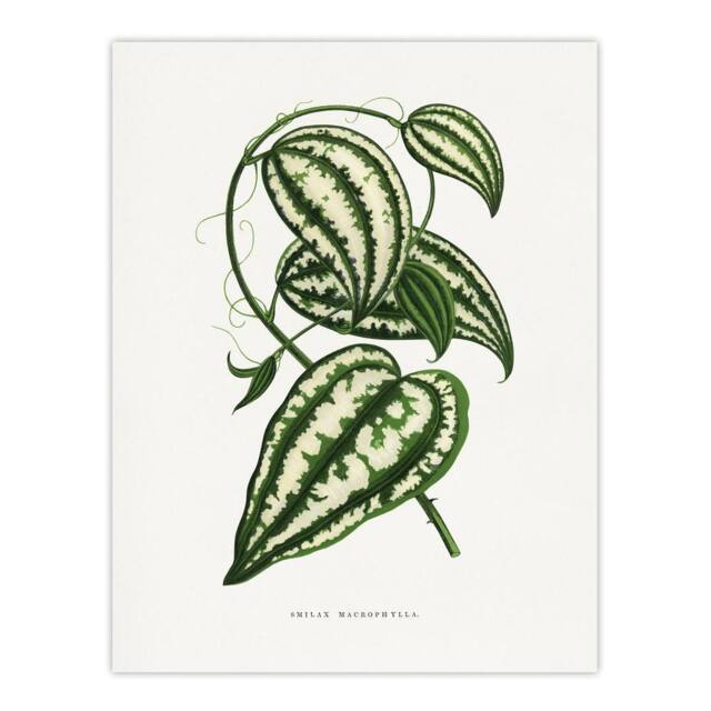 "Artery8 AF Lydon Benjamin Fawcett Smilax Macrophylla Vine Wall Art Print in White - Size: W12"" x H16""" - image 1