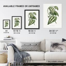 "Artery8 AF Lydon Benjamin Fawcett Smilax Macrophylla Vine Wall Art Print in White - Size: W12"" x H16""" - thumbnail 3