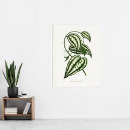 "Artery8 AF Lydon Benjamin Fawcett Smilax Macrophylla Vine Wall Art Print in White - Size: W12"" x H16""" - thumbnail 4