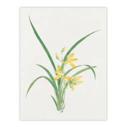 Artery8 Vintage Japan Botanical Framed Wall Art Print Yellow Lilies - Size: A4 - thumbnail 3