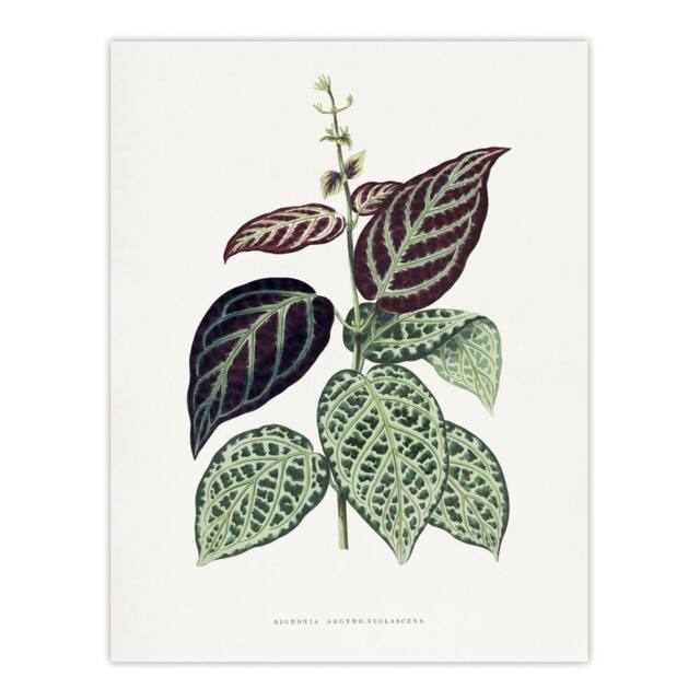 "Artery8 AF Lydon B Fawcett Bignonia Argyro Violacea Crossvine Wall Art Print in White - Size: W12"" x H16""" - image 1