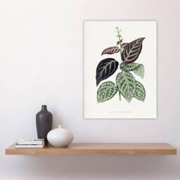 "Artery8 AF Lydon B Fawcett Bignonia Argyro Violacea Crossvine Wall Art Print in White - Size: W12"" x H16""" - thumbnail 4