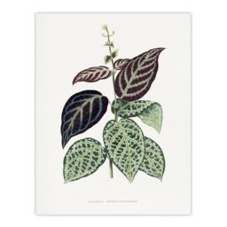 "Artery8 AF Lydon B Fawcett Bignonia Argyro Violacea Crossvine Wall Art Print in White - Size: W12"" x H16""" - thumbnail 1