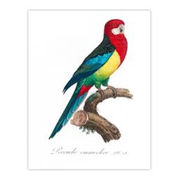 Artery8 Francois Levaillant Framed Wall Art Print The Eastern Rosella Parrot in White - Size: A4 - thumbnail 3
