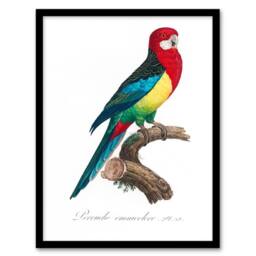 Artery8 Francois Levaillant Framed Wall Art Print The Eastern Rosella Parrot in White - Size: A4 - thumbnail 1
