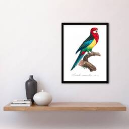 Artery8 Francois Levaillant Framed Wall Art Print The Eastern Rosella Parrot in White - Size: A4 - thumbnail 2