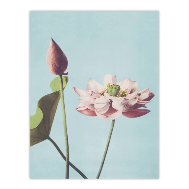 "Artery8 Pink Lotus Flower Blooms Vintage Japan Wall Art Print Kazumasa in Blue - Size: W12"" x H16""" - image 1