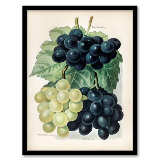 Artery8 John Wright Framed Wall Art Vintage Illustration of Grape Varieties in White - Size: A4 - image 1