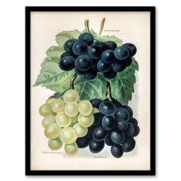 Artery8 John Wright Framed Wall Art Vintage Illustration of Grape Varieties in White - Size: A4 - thumbnail 1