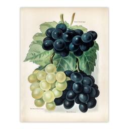 Artery8 John Wright Framed Wall Art Vintage Illustration of Grape Varieties in White - Size: A4 - thumbnail 3