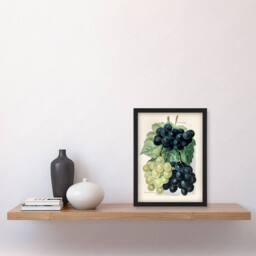 Artery8 John Wright Framed Wall Art Vintage Illustration of Grape Varieties in White - Size: A4 - thumbnail 2