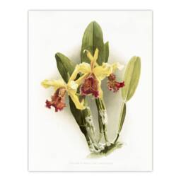 "Artery8 F Sander Cattleya Dowiana Var Chrysotoxum Orchid Wall Art Print in White - Size: W12"" x H16""" - thumbnail 1