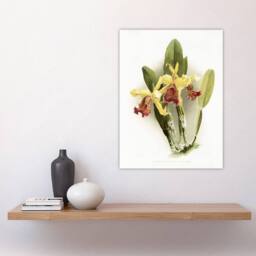 "Artery8 F Sander Cattleya Dowiana Var Chrysotoxum Orchid Wall Art Print in White - Size: W12"" x H16""" - thumbnail 4