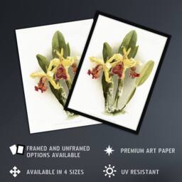 "Artery8 F Sander Cattleya Dowiana Var Chrysotoxum Orchid Wall Art Print in White - Size: W12"" x H16""" - thumbnail 2
