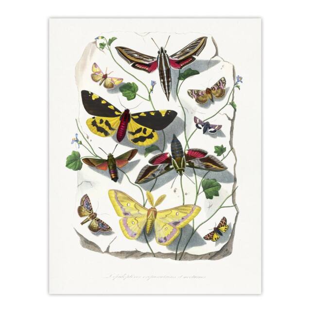 "Artery8 Paul Gervais Butterflies Moths Vintage Illustration Wall Art Print in White - Size: W12"" x H16""" - image 1