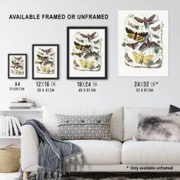 "Artery8 Paul Gervais Butterflies Moths Vintage Illustration Wall Art Print in White - Size: W12"" x H16""" - thumbnail 3