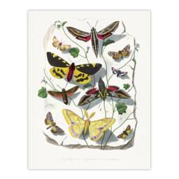 "Artery8 Paul Gervais Butterflies Moths Vintage Illustration Wall Art Print in White - Size: W12"" x H16""" - thumbnail 1
