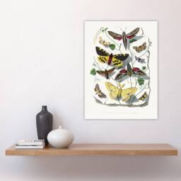 "Artery8 Paul Gervais Butterflies Moths Vintage Illustration Wall Art Print in White - Size: W12"" x H16""" - thumbnail 4