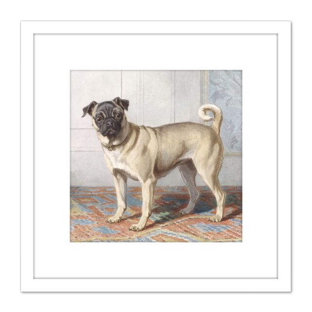 Artery8 Cunaeus Portrait Edwin Vom Rath's Pug Dog Painting 8X8 Inch Square Wooden Framed Wall Art Print Picture with Mount in White - image 1