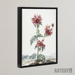 "Artery8 Red Bergamot Flowers in a Landscape Schouman Framed Canvas Wall Art in White - Size: W12"" x H16""" - thumbnail 2