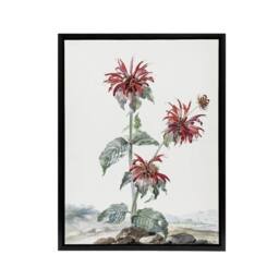 "Artery8 Red Bergamot Flowers in a Landscape Schouman Framed Canvas Wall Art in White - Size: W12"" x H16""" - thumbnail 1