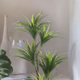 FURNOS Artificial 150CM Tall Decorative Dracaena Plant in Green - thumbnail 3