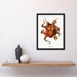 Artery8 Octopus Vintage Illustration Carl Chun Framed Wall Art Print in White - Size: A4 - thumbnail 4
