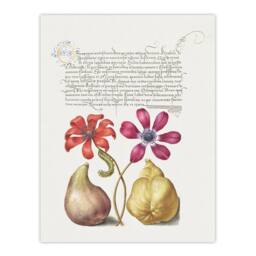 "Artery8 Poppy Anemone Fig & Quince Calligraphy Wall Art Poster Print in White - Size: W24"" x H32""" - thumbnail 1