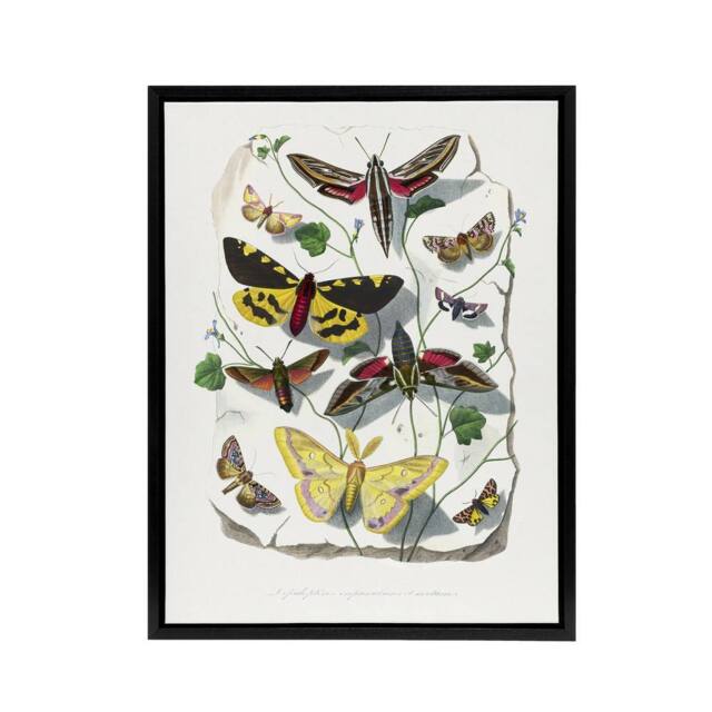 "Artery8 Paul Gervais Butterflies Moths Vintage Illustration Framed Canvas Art in White - Size: W12"" x H16""" - image 1