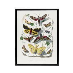 "Artery8 Paul Gervais Butterflies Moths Vintage Illustration Framed Canvas Art in White - Size: W12"" x H16""" - thumbnail 1