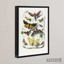 "Artery8 Paul Gervais Butterflies Moths Vintage Illustration Framed Canvas Art in White - Size: W12"" x H16""" - thumbnail 2
