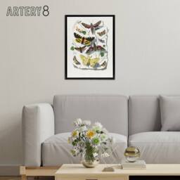 "Artery8 Paul Gervais Butterflies Moths Vintage Illustration Framed Canvas Art in White - Size: W12"" x H16""" - thumbnail 3