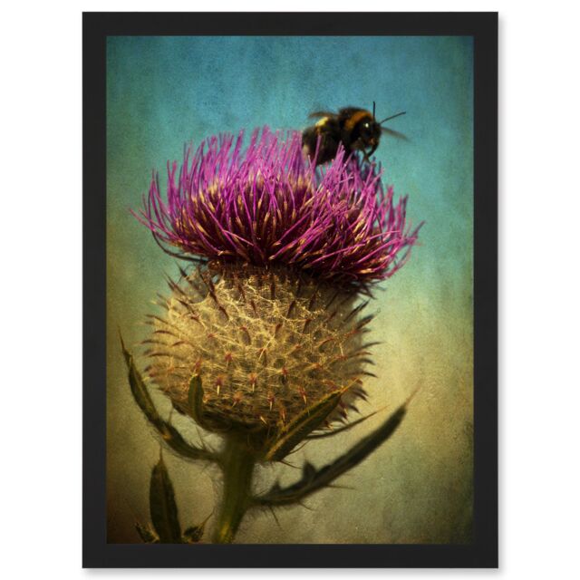 Artery8 Photo Bumble Bee Thistle Flower Scotland Picture A4 Artwork Framed Wall Art Print in Black - image 1