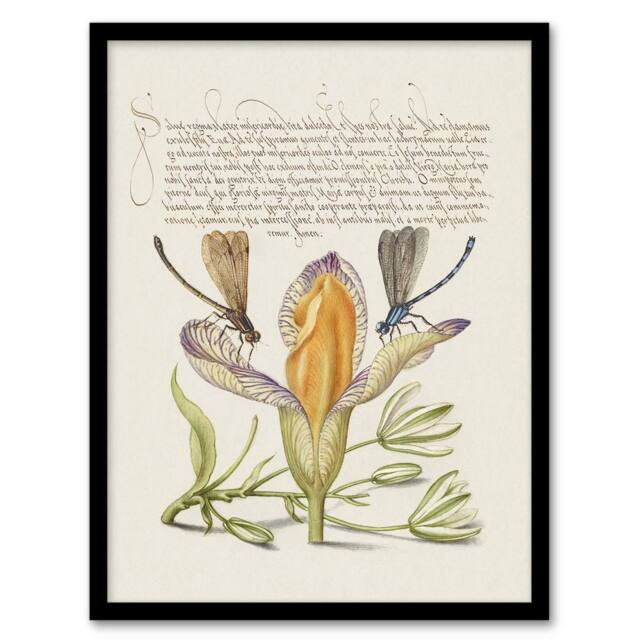 Artery8 Model Book of Calligraphy Framed Wall Art Damselflies on Spanish Iris in Beige - Size: A4 - image 1