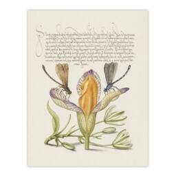 Artery8 Model Book of Calligraphy Framed Wall Art Damselflies on Spanish Iris in Beige - Size: A4 - thumbnail 3