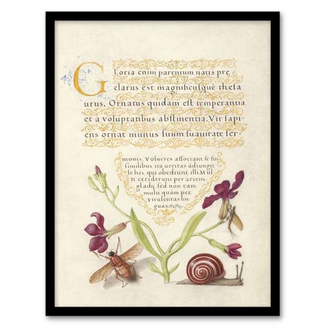 "Artery8 Gillyflower Fly Mayfly & Snail Calligraphy Framed Wall Art Print in Beige - Size: W12"" x H16""" - image 1