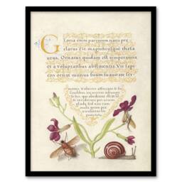 "Artery8 Gillyflower Fly Mayfly & Snail Calligraphy Framed Wall Art Print in Beige - Size: W12"" x H16""" - thumbnail 1