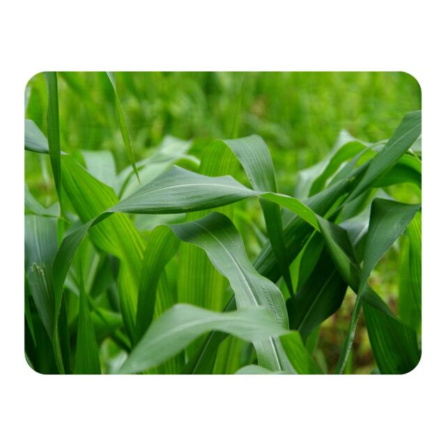 Benjamin Tate Design Green Leaves corn fields as background Designer Blanket in Natural - Size: 120 cm x 150 cm - image 1