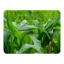 Benjamin Tate Design Green Leaves corn fields as background Designer Blanket in Natural - Size: 120 cm x 150 cm - thumbnail 1