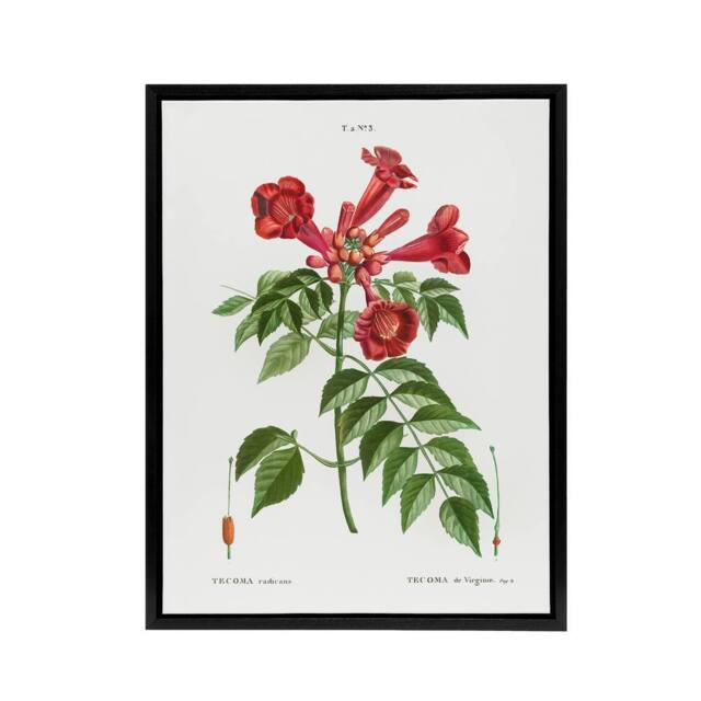 "Artery8 Trumpet Vine Flowers Redoute Vintage Black Framed Canvas Wall Art in White - Size: W12"" x H16""" - image 1