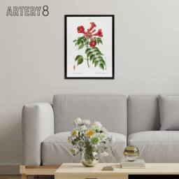 "Artery8 Trumpet Vine Flowers Redoute Vintage Black Framed Canvas Wall Art in White - Size: W12"" x H16""" - thumbnail 3