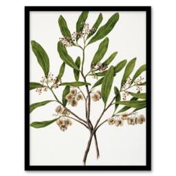 Artery8 New Zealand Akeake Hopbush Flowering Plant Featon Framed Wall Art in Beige - Size: A4 - thumbnail 1