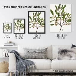 Artery8 New Zealand Akeake Hopbush Flowering Plant Featon Framed Wall Art in Beige - Size: A4 - thumbnail 3