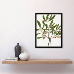Artery8 New Zealand Akeake Hopbush Flowering Plant Featon Framed Wall Art in Beige - Size: A4 - thumbnail 4
