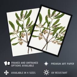 Artery8 New Zealand Akeake Hopbush Flowering Plant Featon Framed Wall Art in Beige - Size: A4 - thumbnail 2